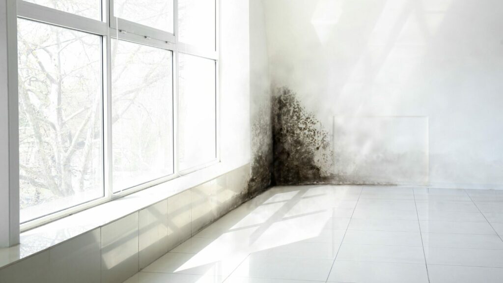 biocida-antimuffa-prevenire-muffa-in-casa-chemicalroadmaster